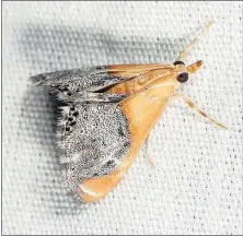  ?? DISPATCH] [JIM MCCORMAC/FOR THE ?? A sooty-winged chalcoela moth