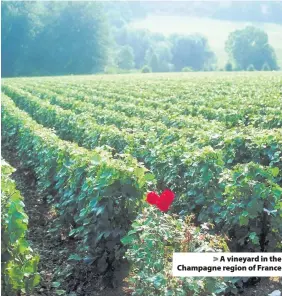  ??  ?? A vineyard in the Champagne region of France