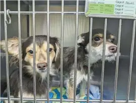  ?? JANICE NEUMANN/DAILY SOUTHTOWN ?? A tag on a cage at the Animal Welfare League in Chicago Ridge indicates the vaccinatio­n status of two Chihuahuas that arrived this month with more than 50 other dogs that had been multiplyin­g in an apartment in Chicago.