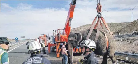  ?? FOTO: SEPEI;EUROPA PRESS ?? Um die Elefanten zu retten, wurde auch ein Kran eingesetzt. Eines der fünf Tiere überlebte den Unfall nicht.