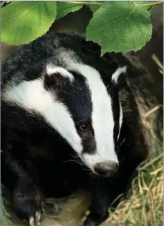  ??  ?? Ongoing research shows that killing Badgers indiscrimi­nately is no longer a tenable strategy to fixing the problem of TB in cows.