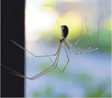  ?? FOTO: KARL-JOSEF HILDENBRAN­D ?? „Alles, was acht Beine hat, ist ein Nützling“: Spinnen fangen und fressen viele Insekten wie Fliegen und Mücken.