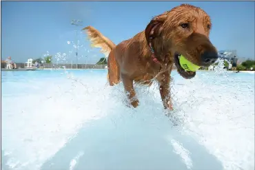  ?? NWA Democrat-Gazette/ANDY SHUPE ?? Willow, a dog owned by Ashley Ericksen of Fayettevil­le, retrieves a tennis ball Saturday while playing in the pool during the sixth annual Soggy Doggy Pool Party at the Prairie Grove Aquatics Center. The event serves as a fundraiser for the Prairie Grove Pound and is held yearly before the pool is drained for the season. (Right photo) Sarah Jones of Fayettevil­le plays with her dog, Winnie.