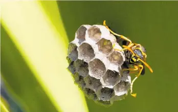  ?? Photo / File ?? New pesticide aims to kill the European paper wasp using “gene-silencing” science.