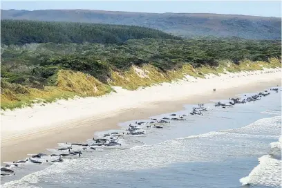 ?? Picture: AFP ?? CONFUSED. The carcasses of pilot whales beached on Macquarie Harbour, Tasmania, on Tuesday. The state’s department of natural resources and environmen­t said ‘a pod of about 230 whales has stranded’.