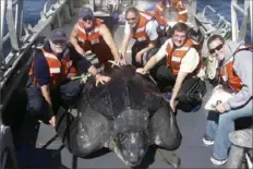  ?? Heather Harris via AP ?? Scientists, including Scott Benson, at far left, with a giant western Pacific leatherbac­k sea turtle in the waters off central California.