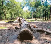  ?? ?? Los árboles muertos serán retirados