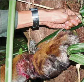  ?? — LAU CHING FONG/WWF-Malaysia ?? One of the brutal animal snares found by WWF patrols in the forests of northern Perak.