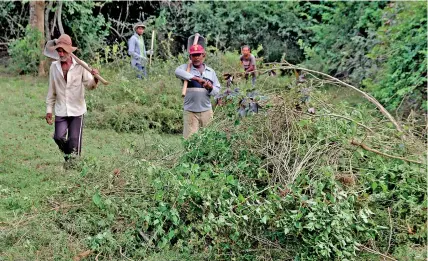  ??  ?? Manual uprooting: Experiment­al project to eradicate two aggressive invasive species at Lunugamveh­era National Park