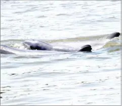  ?? WWF CAMBODIA ?? WWF record third newborn Mekong dolphin on May 21.