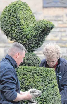  ?? FOTO: DPA ?? Die Eibe lässt sich in alle möglichen Formen schneiden. Das macht sie so beliebt für Schlossgär­ten – wie hier am Cecilienho­f in Potsdam.