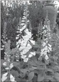  ?? MCT ?? Snow white foxgloves add light and contrast in shaded beds and borders.