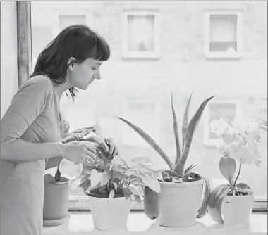  ?? GETTY ?? Houseplant­s, popular among millennial­s, have increasing­ly taken root on Instagram.