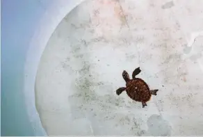  ??  ?? A sea turtle recovers in a tank at the institute, coming alive again after Harvey.