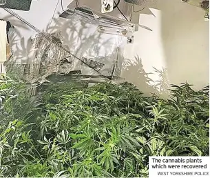  ?? WEST YORKSHIRE POLICE ?? The cannabis plants which were recovered