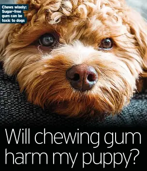  ??  ?? Chews wisely: Sugar-free gum can be toxic to dogs
