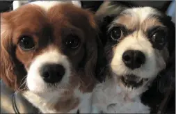  ??  ?? Millie (2) and Suzy (11). A crab claw was used to make them look at the camera.