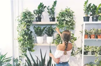  ??  ?? Houseplant­s bring a space to life, says Taylor Booth of Mount Pleasant plant store West Coast Jungle.