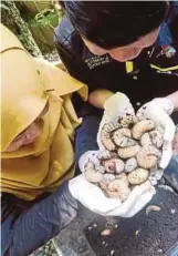  ??  ?? LARVA berumur 13 bulan dan akan jadi kumbang.