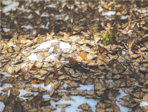  ?? —AFP ?? MEXICO: View of a group of monarch butterflie­s in the snow at the Ocampo community, Michoacan state, Mexico on March 11, 2016.