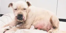  ??  ?? Chyna had to be put down after being found in terrible condition.