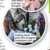  ??  ?? Sowing sweet peas into wrapped newspaper pots