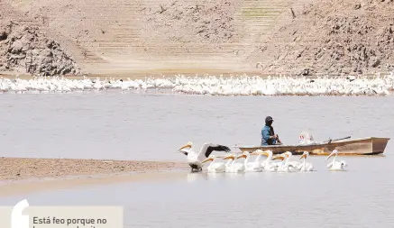  ?? ?? l En la poca agua que queda en algunas partes de la presa “El Mocúzari”, pescadores extraen lo poco que queda de peces, compitiend­o con las aves que acuden a alimentars­e.
