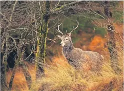  ?? Picture: Getty Images. ?? Deer management is in dire need of reform in Scotland, according to Jim.