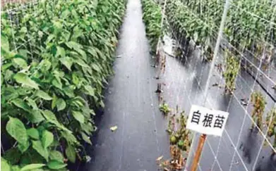  ??  ?? Figure 1. Grafted sweet pepper plants (left bed) are growing vigorously while non-grafted plants (right bed) are dead.