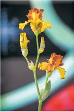  ??  ?? The Queen of the Show winner, awarded for best overall shape, color and presentati­on, was a brown-andyellow tall bearded iris called ‘Spice Trader’ at Saturday’s Santa Fe Iris Society Show at the DeVargas Center.