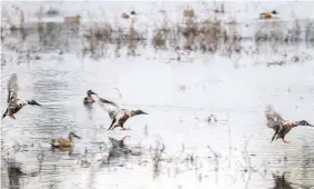  ?? ?? VANISHING WILDLIFE Mallard ducks prepare to land on a pond at Blackwater National Wildlife Refuge in Cambridge, Maryland*