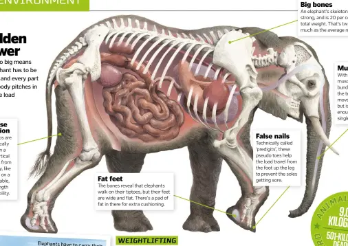 What Does It Mean That Another Giant Elephant Has Fallen?