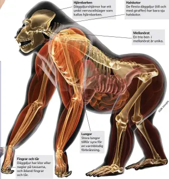  ??  ?? Hjärnbarke­n Halskotor Mellanörat es ag m I K D © Lungor Fingrar och tår