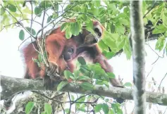  ??  ?? An orangutan and her baby making their way through the Leuser ecosystem rainforest. — AFP photo