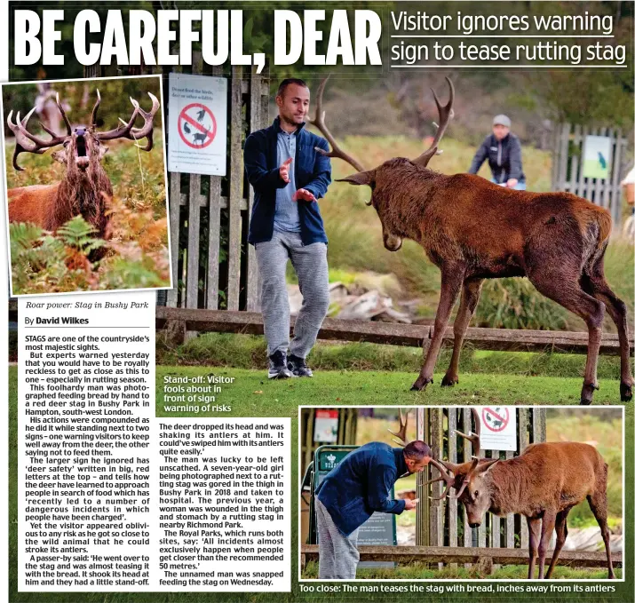  ??  ?? Roar power: Stag in Bushy Park
Stand-off: Visitor fools about in front of sign warning of risks
Too close: The man teases the stag with bread, inches away from its antlers