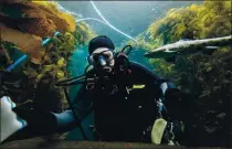  ??  ?? A leopard shark swims past as diver Alice Bourget sponges down the glass encasing the aquarium’s Kelp Forest exhibit tank, a task done by volunteer divers.