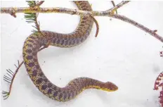  ??  ?? Philip Capstick came across this garter snake earlier this month near Hall’s Harbour, N.S. We don’t often get to admire the snake’s intricate pattern on a white background.