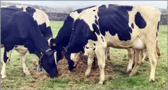  ?? ?? at £3000, Threshfiel­d Mogul Matilda pictured right among a group of cows all successful­ly sold at the Dean family’s second production sale