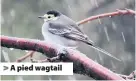  ?? Jennifer Lang ?? A pied wagtail