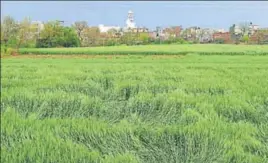  ?? SIKANDER SINGH CHOPRA/HT ?? The flattened wheat crop due to strong winds and rain in Jalandhar on Friday.