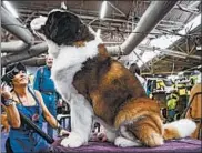  ?? SARAH STIER/GETTY ?? Melody Salmi blow-dries her St. Bernard named Baby Arista during the Westminste­r Kennel Club Dog Show.