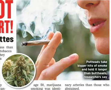  ?? ?? Potheads take bigger hits of smoke and hold it longer than buttheads, researcher­s say