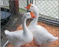  ??  ?? Children and teens work year round to breed, raise and prepare all sorts of animals for judging contests at Saratoga County Fair.