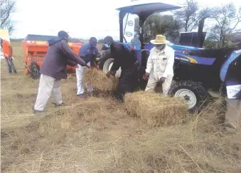  ??  ?? Insiza District Resilience Building Trust chairman, Mr Honest Msipa (left), Duly Holdings marketing manager, Mr Rutendo Chabururuk­a (2nd from left) sample a bale of hay harvested during the commission­ing of a hay project at St Theresa Farm in Insiza on Wednesday. Also in attendance are local trust committee members