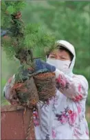  ?? JIANG QIMING / CHINA NEWS SERVICE ?? A resident plants Scots pine saplings in the Mu Us Desert, in Shenmu city, Shanxi province.