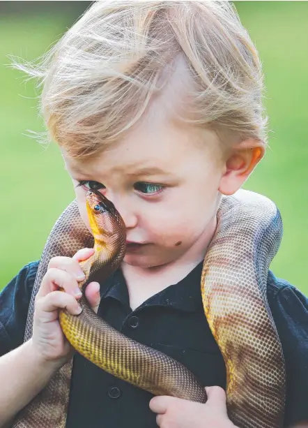  ??  ?? Gold Coast Bulletin photograph­er Glenn Hampson (below) has two entries in the prestigiou­s PANPA Awards, including this picture of Jensen Harrison, 2, the son of snake catcher Tony Harrison, and his pet python Derek.