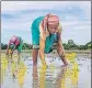  ?? PTI ?? ■ The ‘IFFCO iMandi’ app is expected to cater to 5.5 crore farmers