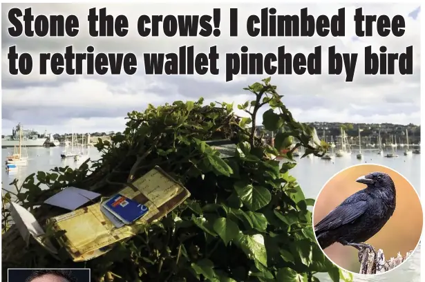  ??  ?? Couldn’t make it up...wallet and its contents on treetop after author Wyl, left, was pickpocket­ed on beach by crow