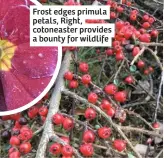  ??  ?? Frost edges primula petals, Right, cotoneaste­r provides a bounty for wildlife