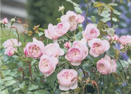  ??  ?? Mill on the Floss rose. Picture by David Austin Roses